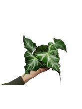 Alocasia Loco